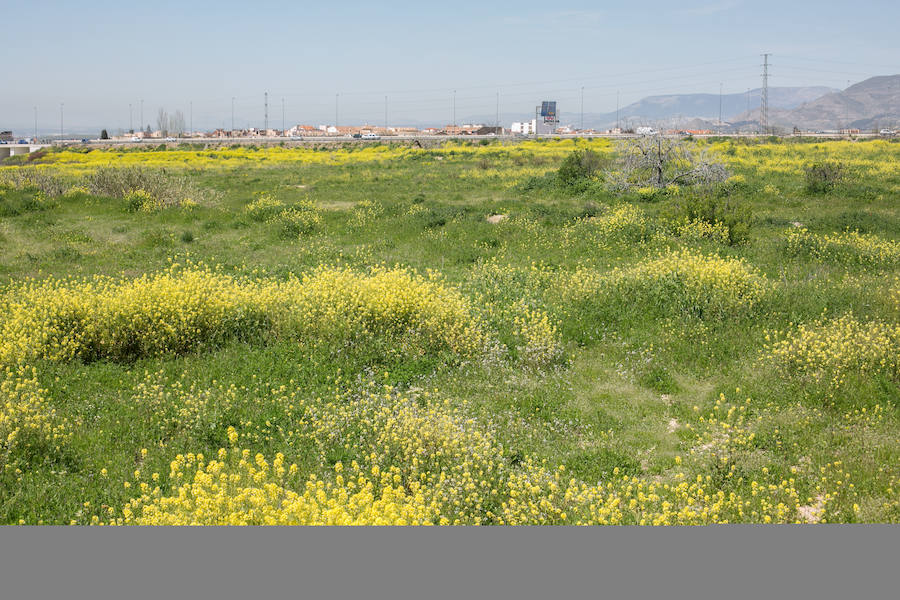 La lluvia ha hecho florecer a estas bellas plantas que inundan los campos abandonados, las cunetas y grandes zonas de la Vega de Granada 