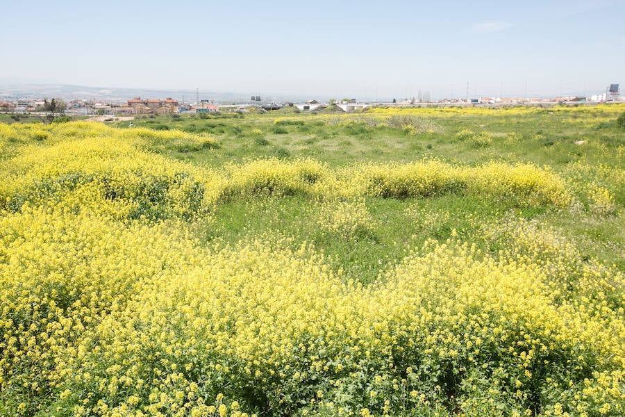 La lluvia ha hecho florecer a estas bellas plantas que inundan los campos abandonados, las cunetas y grandes zonas de la Vega de Granada 