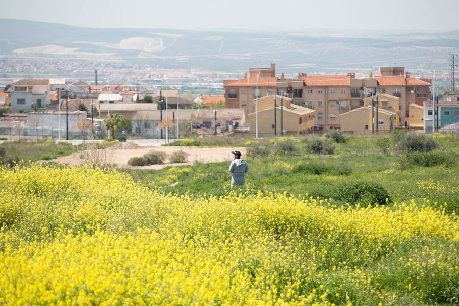 La lluvia ha hecho florecer a estas bellas plantas que inundan los campos abandonados, las cunetas y grandes zonas de la Vega de Granada 