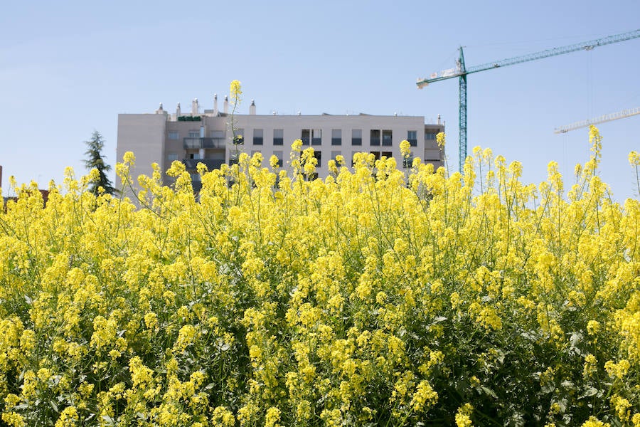 La lluvia ha hecho florecer a estas bellas plantas que inundan los campos abandonados, las cunetas y grandes zonas de la Vega de Granada 