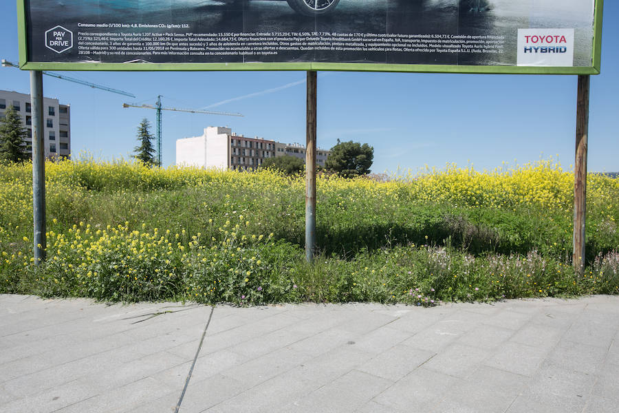 La lluvia ha hecho florecer a estas bellas plantas que inundan los campos abandonados, las cunetas y grandes zonas de la Vega de Granada 