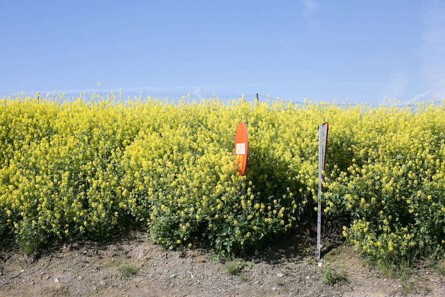 La lluvia ha hecho florecer a estas bellas plantas que inundan los campos abandonados, las cunetas y grandes zonas de la Vega de Granada 