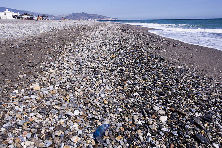 Entre la playa de Poniente y la de Playa Granada se han visto hoy mismo unas quince en la orilla