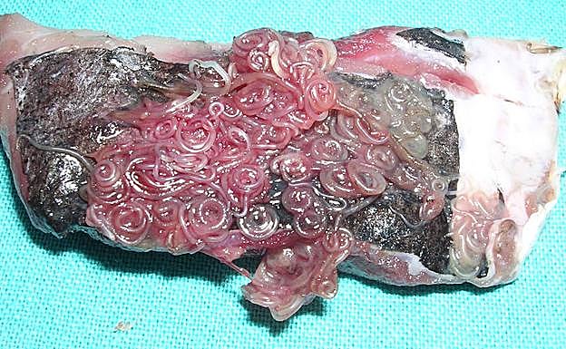 Alerta contra el brote de anisaki: síntomas, cómo evitarlo y pescados más afectados