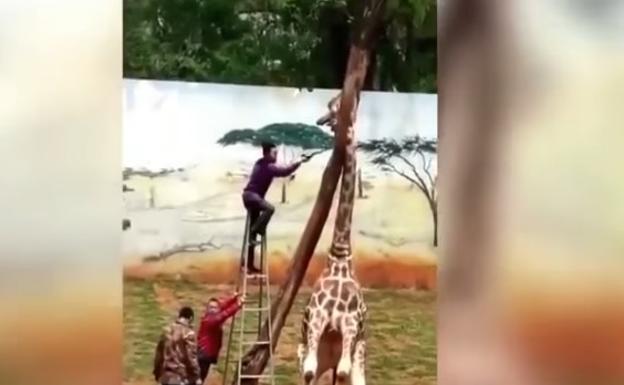 El terrible final de la jirafa que tenía la cabeza atrapada en un árbol