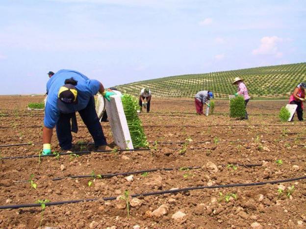 Agricultores, durante una plantación en una finca de titularidad pública.