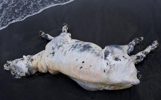 El animal apareció en la orilla en Calabajío. 