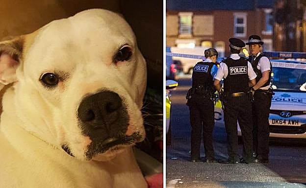 Imagen del perro al que atacaron.