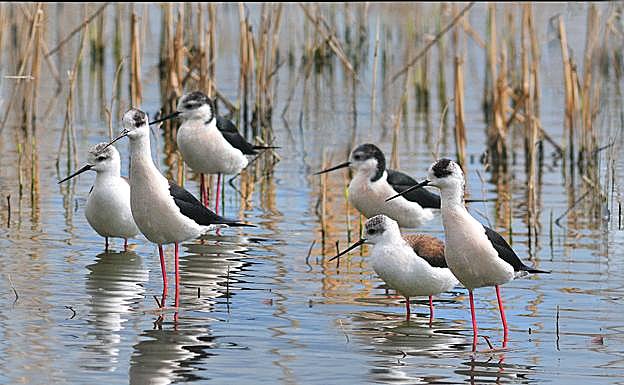 Un grupo de cigüeñuelas juveniles en las lagunas de Padul