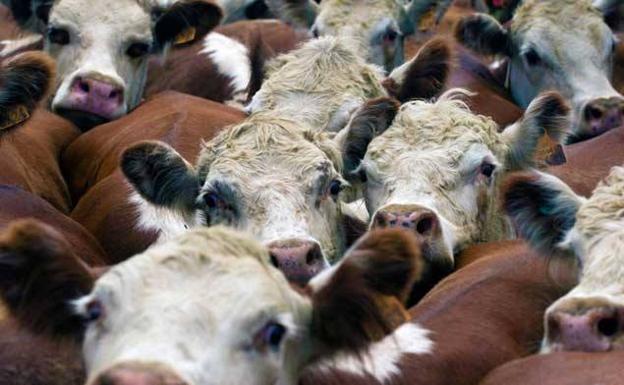 Así evitan los incendios las ovejas, cabras y vacas 'bomberas'