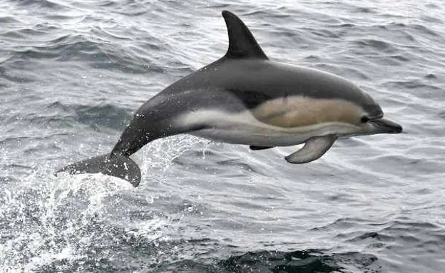 La forma en que delfines y ballenas evitan la enfermedad del buceador