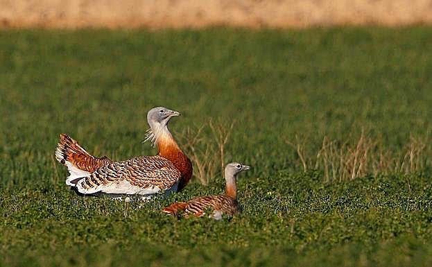 Una pareja de avutardas, el marcho es mucho más grande que la hembra.