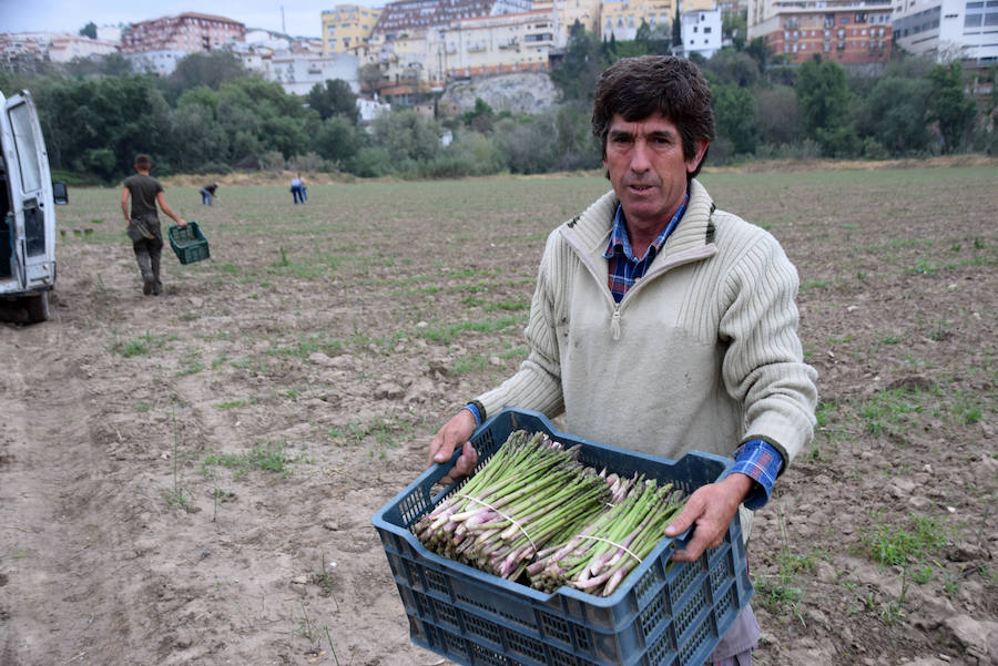 La temporada de espárragos se ha visto afectada por las condiciones climatológicas; hay una sobreproducción que ahora no tiene salida en el mercado.