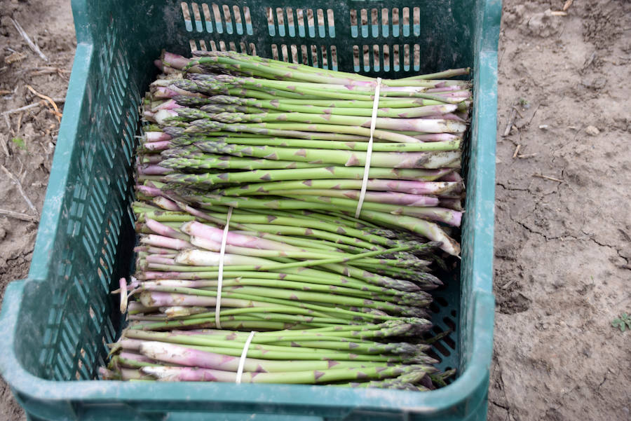 La temporada de espárragos se ha visto afectada por las condiciones climatológicas; hay una sobreproducción que ahora no tiene salida en el mercado.