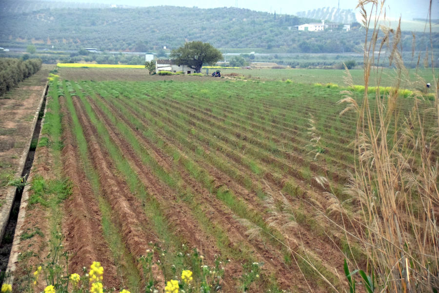 La temporada de espárragos se ha visto afectada por las condiciones climatológicas; hay una sobreproducción que ahora no tiene salida en el mercado.