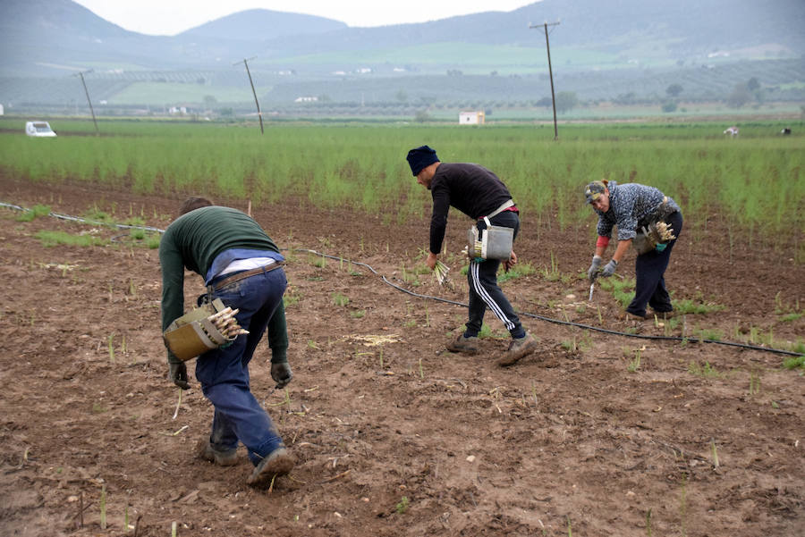 La temporada de espárragos se ha visto afectada por las condiciones climatológicas; hay una sobreproducción que ahora no tiene salida en el mercado.