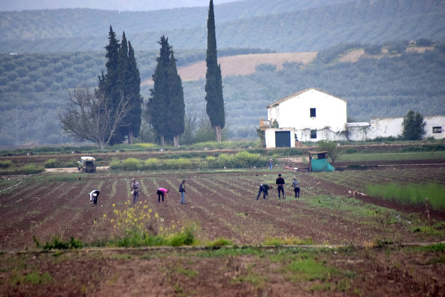 La temporada de espárragos se ha visto afectada por las condiciones climatológicas; hay una sobreproducción que ahora no tiene salida en el mercado.