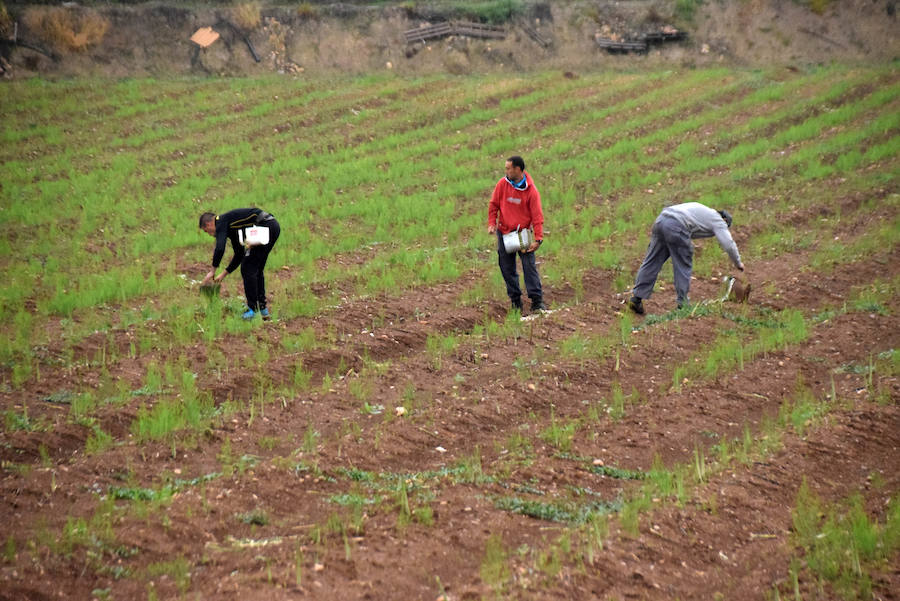 La temporada de espárragos se ha visto afectada por las condiciones climatológicas; hay una sobreproducción que ahora no tiene salida en el mercado.