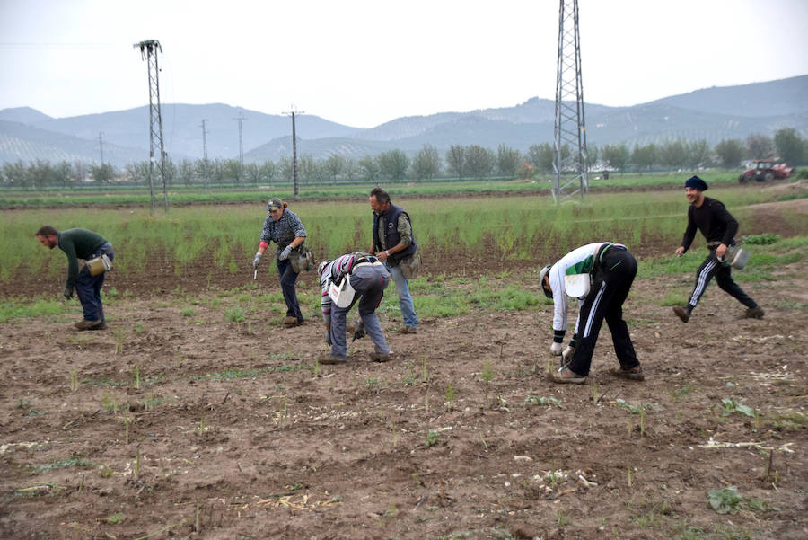 La temporada de espárragos se ha visto afectada por las condiciones climatológicas; hay una sobreproducción que ahora no tiene salida en el mercado.