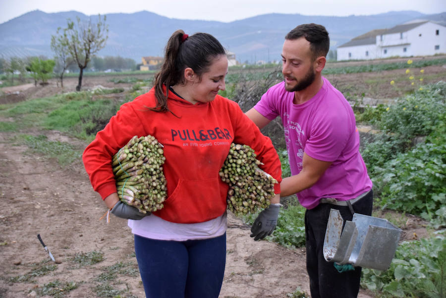 La temporada de espárragos se ha visto afectada por las condiciones climatológicas; hay una sobreproducción que ahora no tiene salida en el mercado.