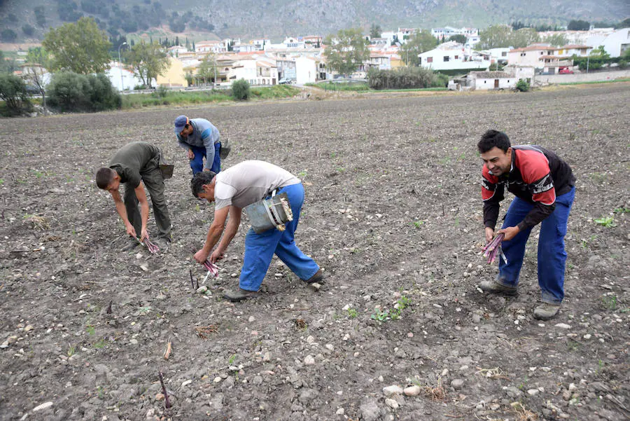 La temporada de espárragos se ha visto afectada por las condiciones climatológicas; hay una sobreproducción que ahora no tiene salida en el mercado.