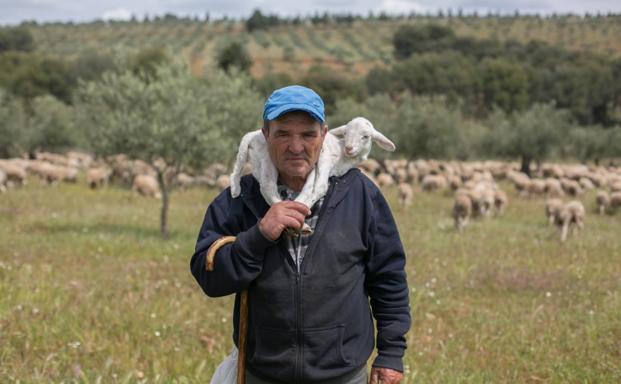 'Romero', el primer cordero que ha nacido en la Alhambra un siglo después