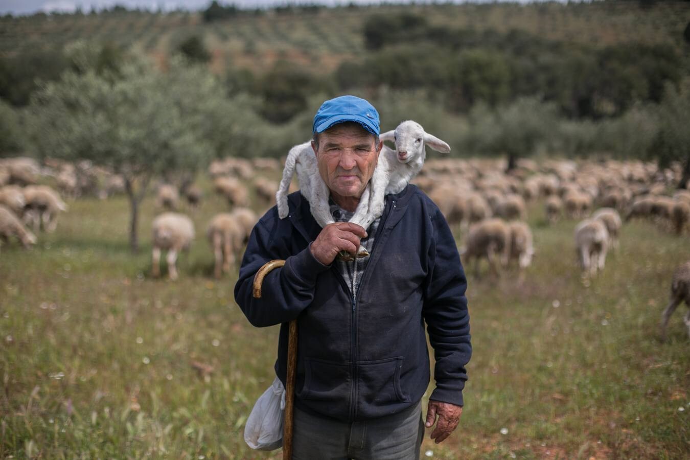 En el Generalife se encuentra la Puerta de los Carneros, donde se ubicaba el ganado del sultán. La idea que busca transmitir la Junta es que la Alhambra «no es solo cultura, patrimonio, arte o turismo –razona Reynaldo Fernández–, también es campo, agricultura y ganadería»