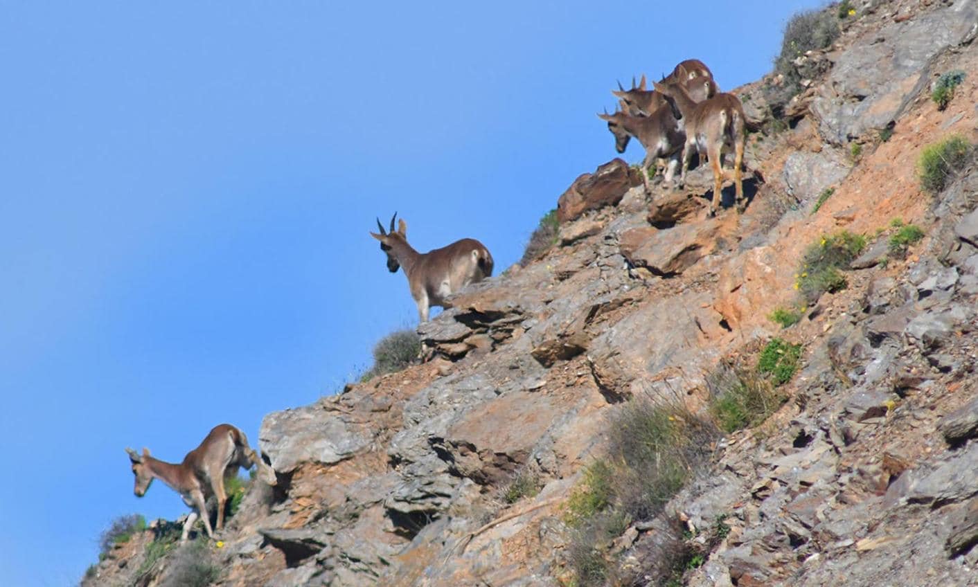 El grupo de cabras montesas, que saltó las vallas de protección de la autovía, cruzaron la vía rápida y volvieron a rebaar las vallas para salir del perímetro de protecciión de la A-7, ya corren entre los riscos de los acantilados costeros