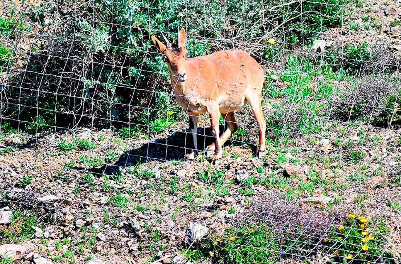 Las cabras montesas 'aprenden' a saltarse las vallas de las autovías y carreteras. El incremento de sus poblaciones las convierte en habituales de vías de Granada y Almería, donde intentan recuperar sus pasos tradicionales a pesar del tráfico