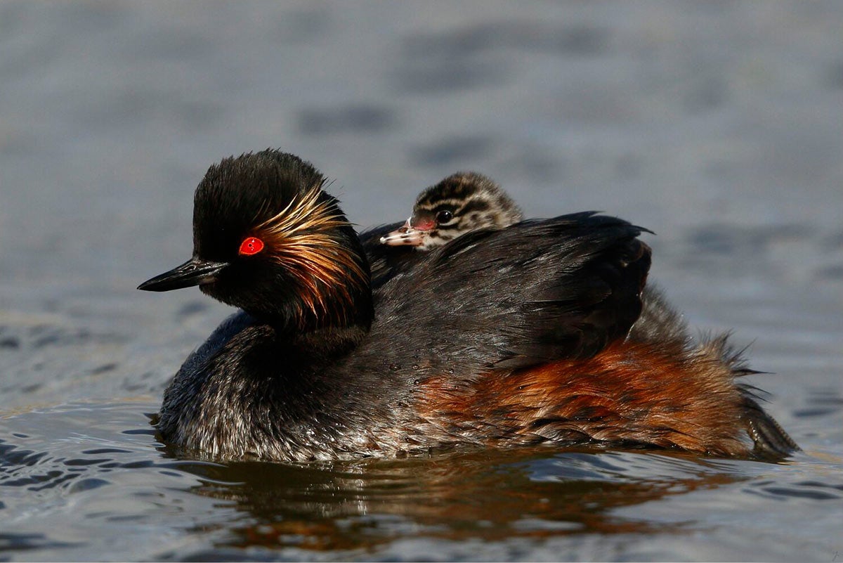 Un zampullín cuellinegro, Podiceps nigricollis, transporta sobre su espalda, entre las alas, a uno de sus polluelos de una semana de vida.