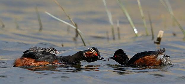 El macho, con su pico, entrega la comida que ha encontrado a la hembra, que volverá su cuello para dársela a los polluelos que lleva sobre su cuerpo.