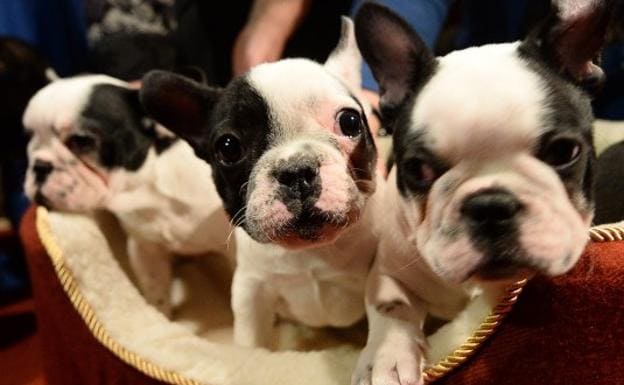 La gran popularidad del bulldog francés está afectando a su salud