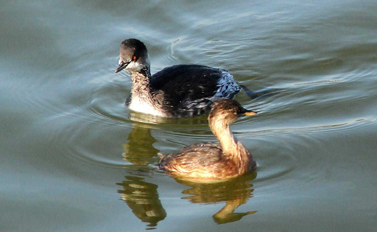 Zampullín cuellinegro, Podiceps nigricollis, adulto junto a uno de sus polluelos, ya convertido en juvenil