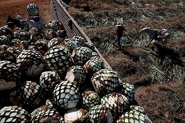 Piñas de agave azul preparadas para ser conducidas a la destilería para su fermentación