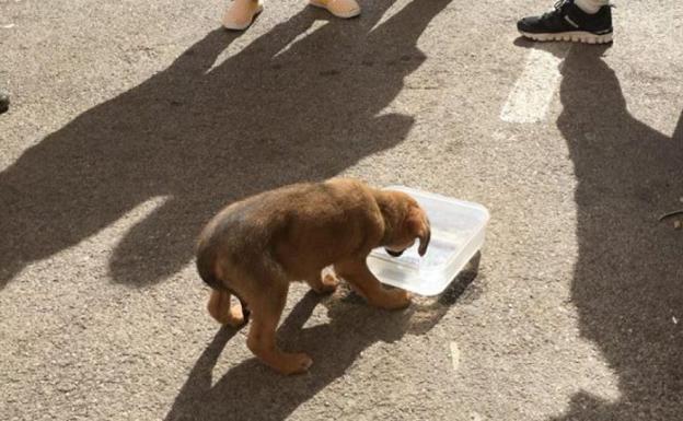 La Policía Local salva a un cachorro de tres meses casi asfixiado dentro de un coche aparcado al sol