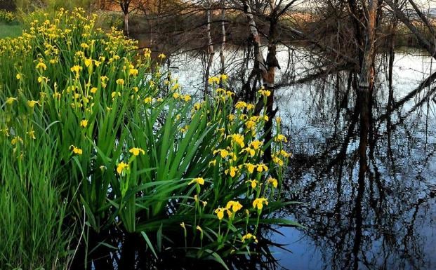 El sendero del Mamut, en Padul, está jalonado por masas de lirios amarillos, Iris pseudacorus, indicadores de la calidad de las aguas