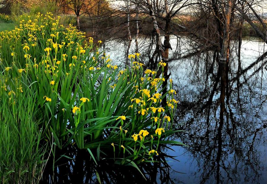 El sendero del Mamut, en Padul, está jalonado por masas de lirios amarillos, Iris pseudacorus, indicadores de la calidad de las aguas.