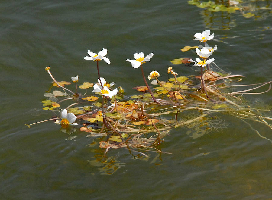 Las pequeñas flores blancas del Cancel de las Ninfas.