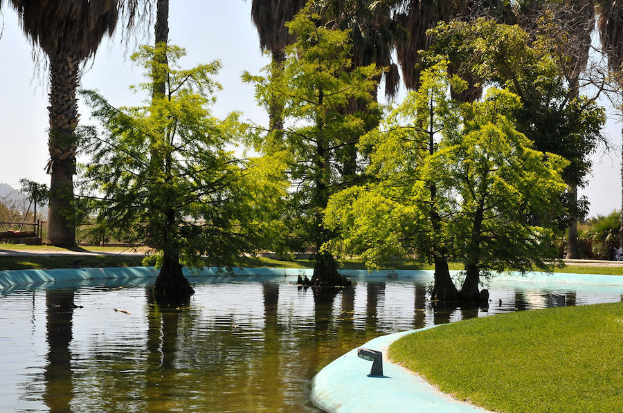 El Parque de los pueblos de América de Motril cuenta con una colección de especies acuáticas exóticas, con ejemplares de Ciprés de los Pantanos