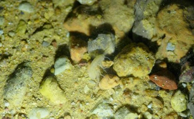 Espeleólogos jienenses descubren una nueva especie
