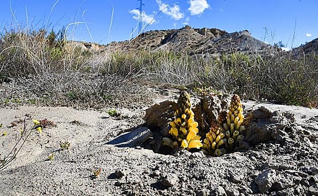 Un jopo de zorro, una planta parásita, aparece entre las arenas reblandecidas por el agua