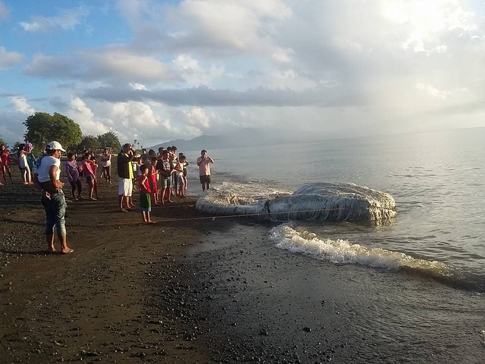 Fotos: La enorme y extraña criatura peluda hallada en la playa desconcierta a los filipinos