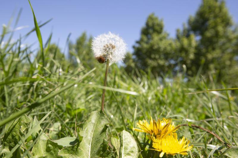 Se trata de una estampa clásica en la primavera granadina