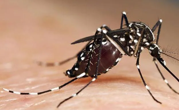 Serio aviso de los expertos: llega un verano de fuertes plagas de mosquitos tigre y moscas