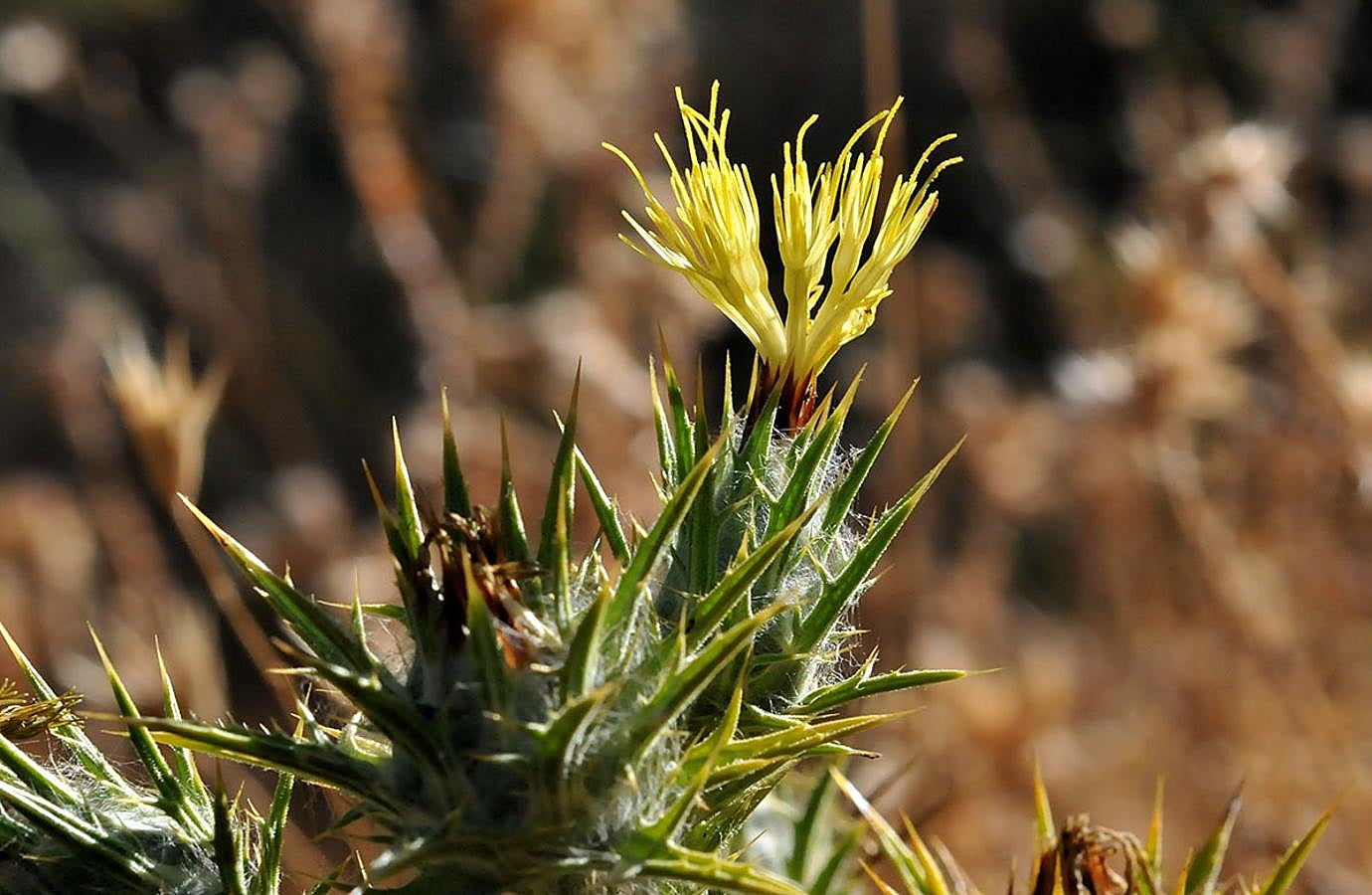 Cardo borriquero. Es la planta de la corona de espinas de Cristo. En Granada se usa para untar las manos y evitar los callos.