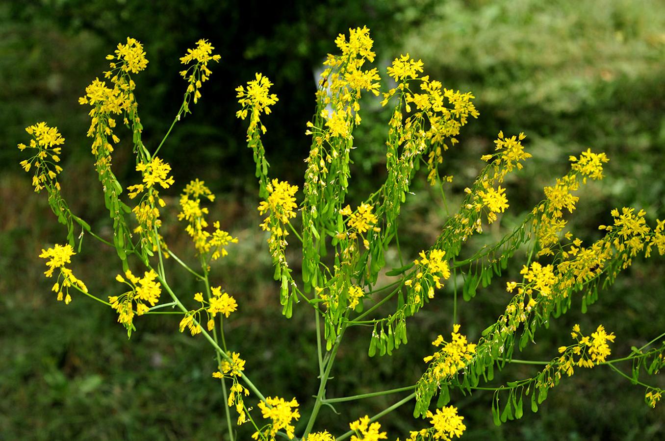 Hierba de los tintoreros. Isatis tinctoria, se usa para extraer tintes para tejidos.