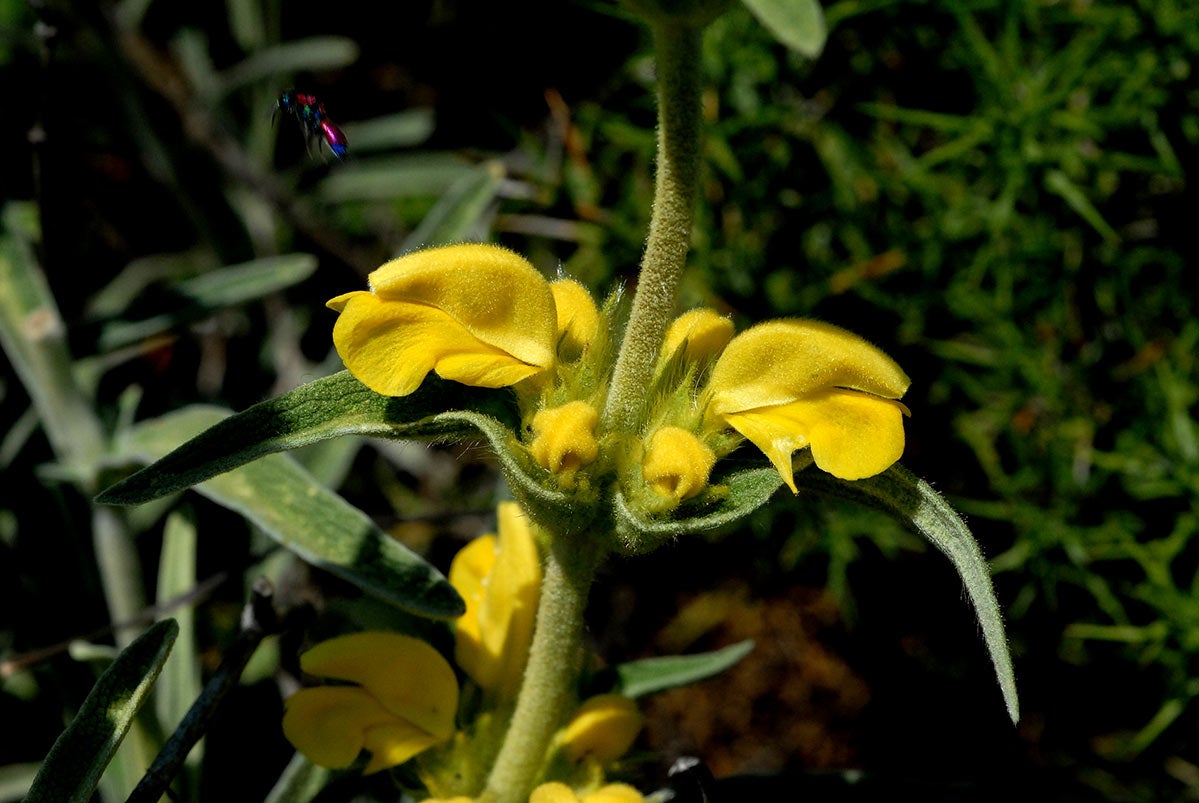 Candilera. Phlomis lychnitis, se usa parae encender fuegos y candiles, y aromatizar estancias.