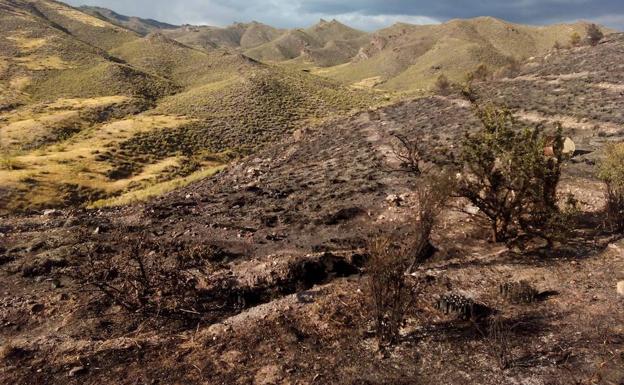 Zona afectada por el fuego en el paraje de Los Loritos de Tabernas. 