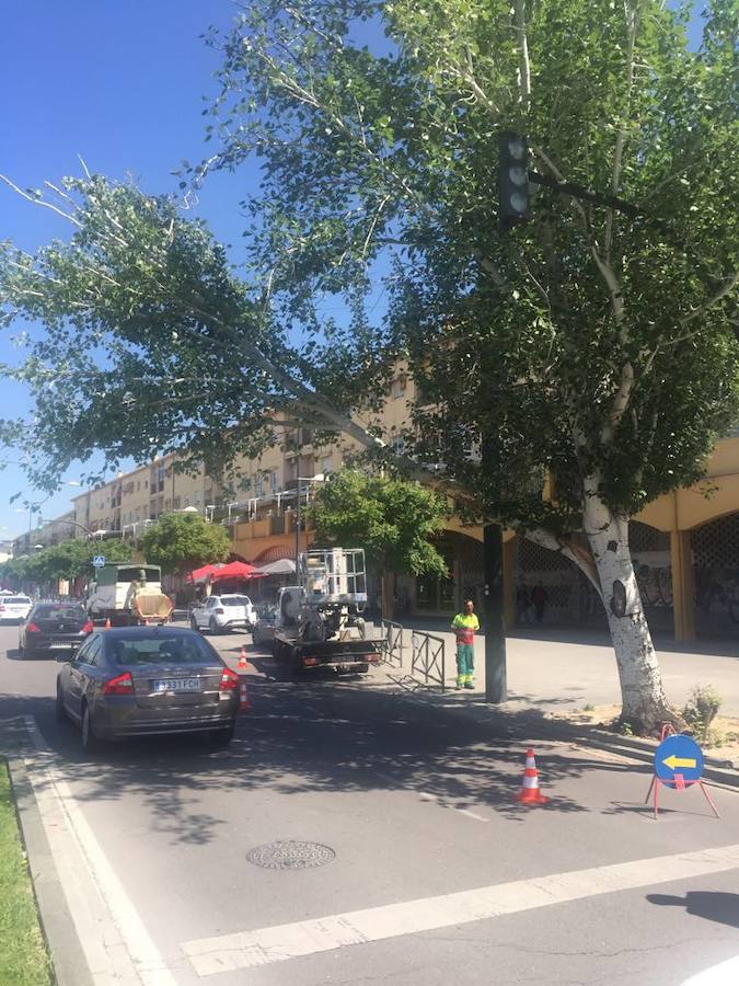 El metropolitano ha seguido circulando, pero la Policía Local ha cortado este tramo de la vía para demás vehículos