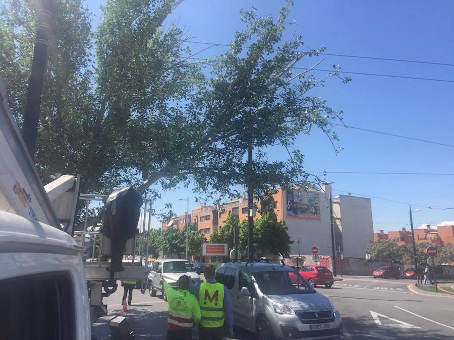 El metropolitano ha seguido circulando, pero la Policía Local ha cortado este tramo de la vía para demás vehículos